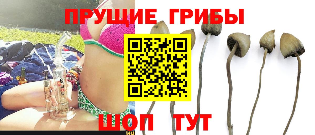 Шелехов  Галлюциногенные грибы мицелий  купить закладку  Вход с VPN  Псилоцибиновые грибы Psilocybe 